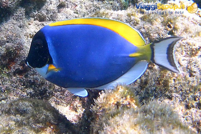 Snorkelling ad Olhuveli