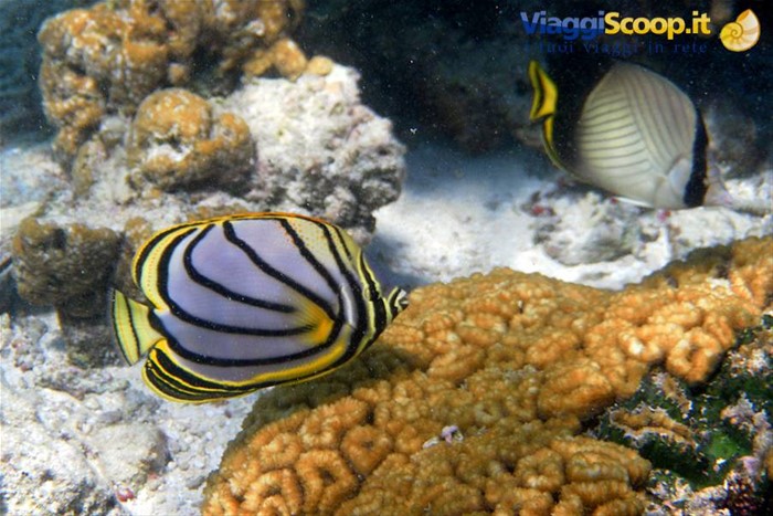 Snorkelling al largo di Olhuveli 