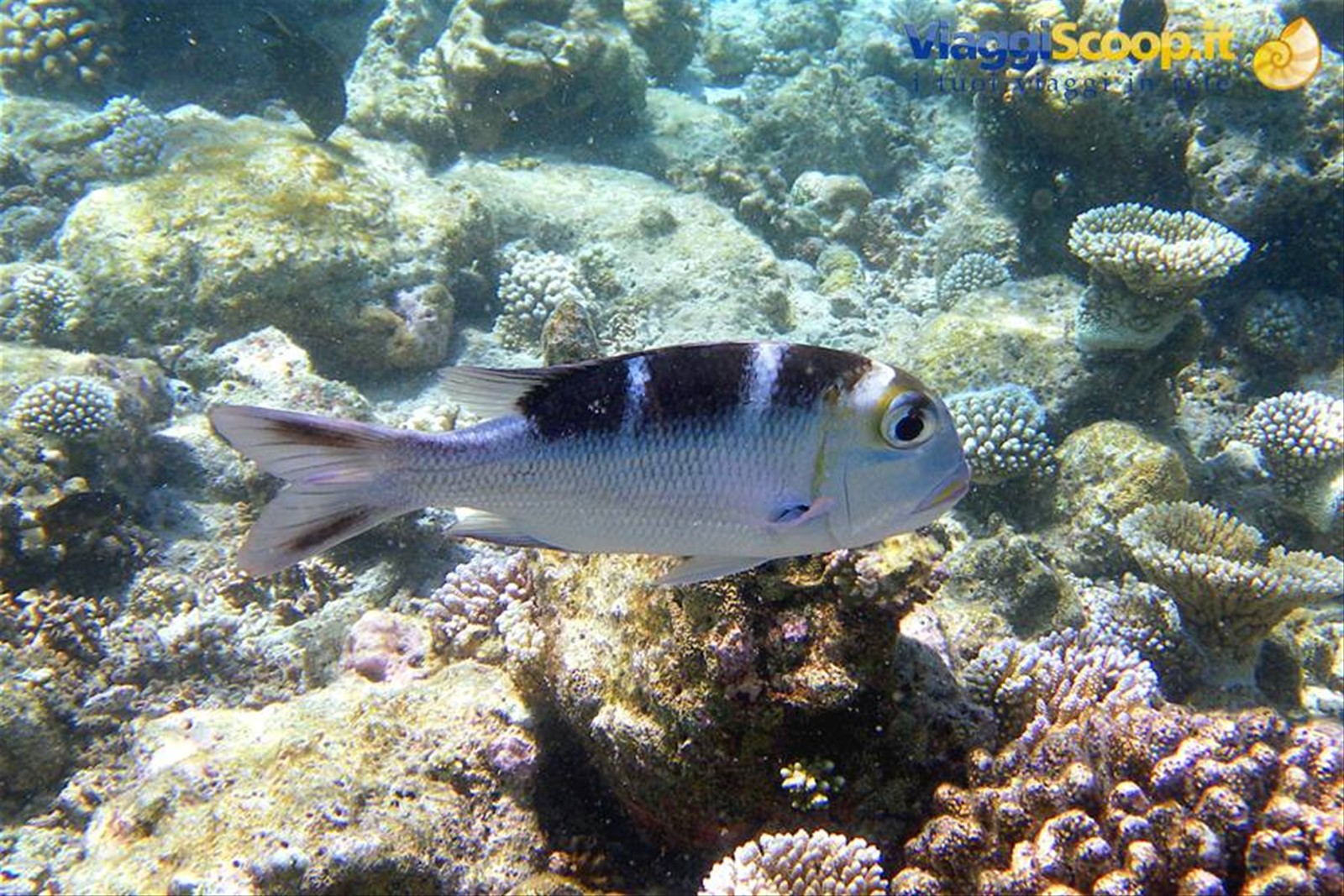 Snorkelling al largo di Olhuveli