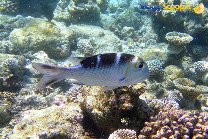 Snorkelling al largo di Olhuveli 