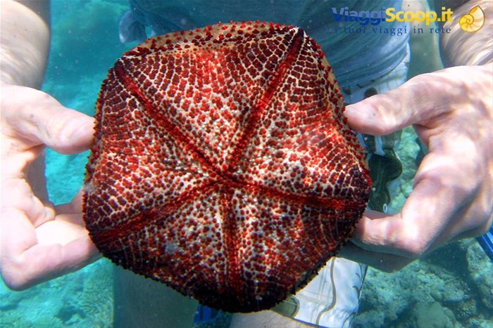 Snorkelling al largo di Olhuveli 