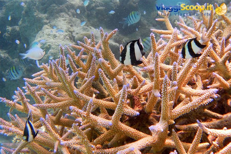 Snorkelling ad Olhuveli