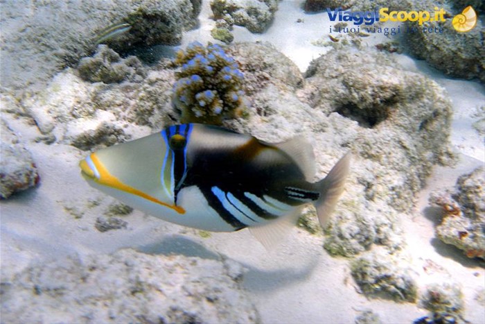 Snorkelling ad Olhuveli 