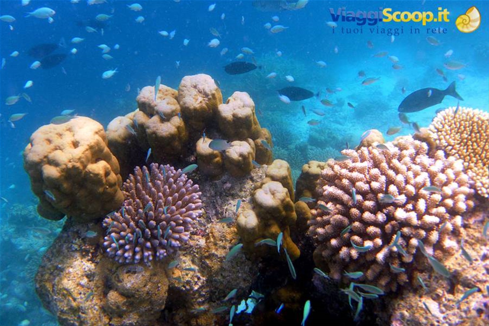 Snorkelling al largo di Olhuveli