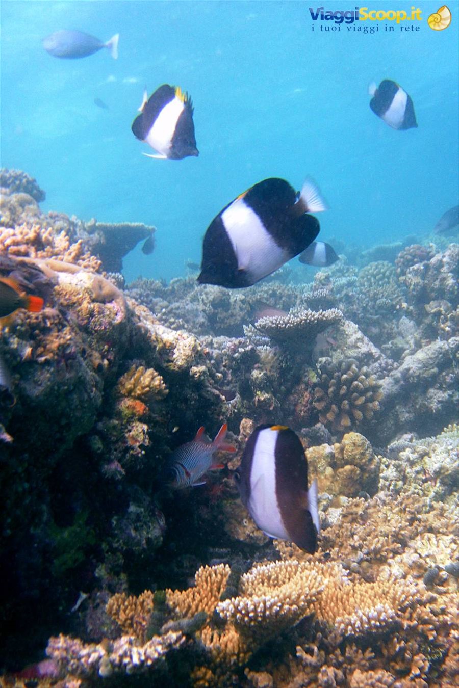 Snorkelling al largo di Olhuveli