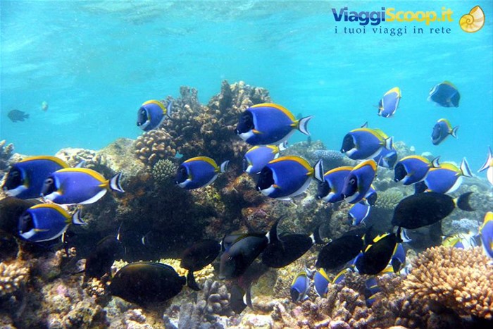 Snorkelling al largo di Olhuveli 