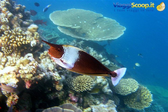 Snorkelling al largo di Olhuveli 