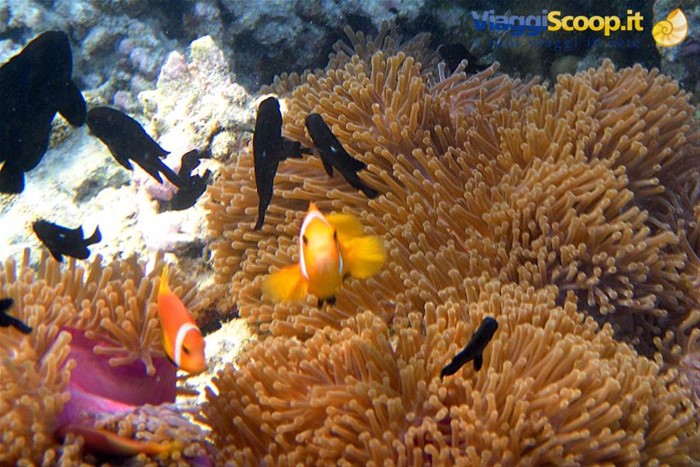 Snorkelling al largo di Olhuveli 