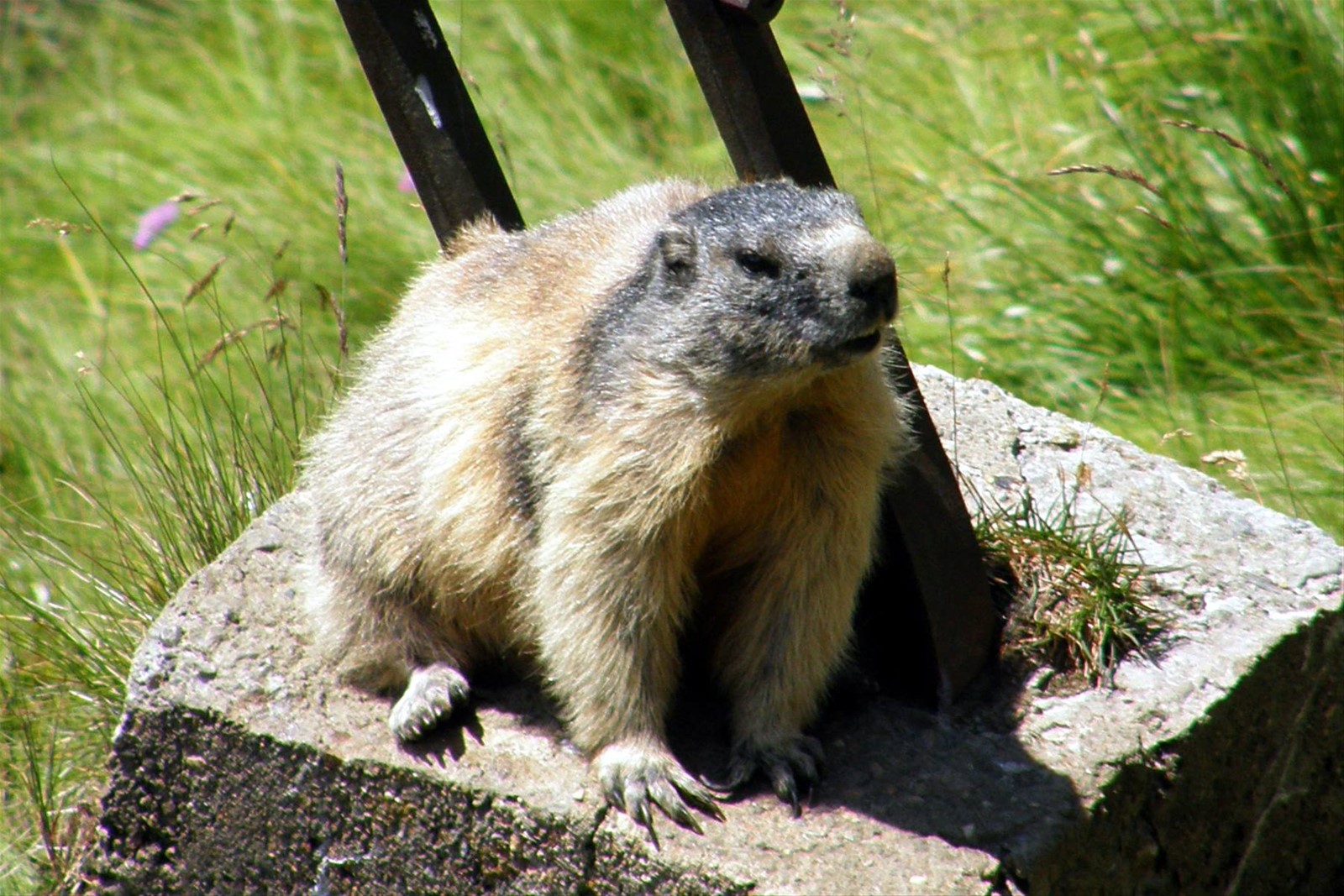 Marmotta sul Grossglockner