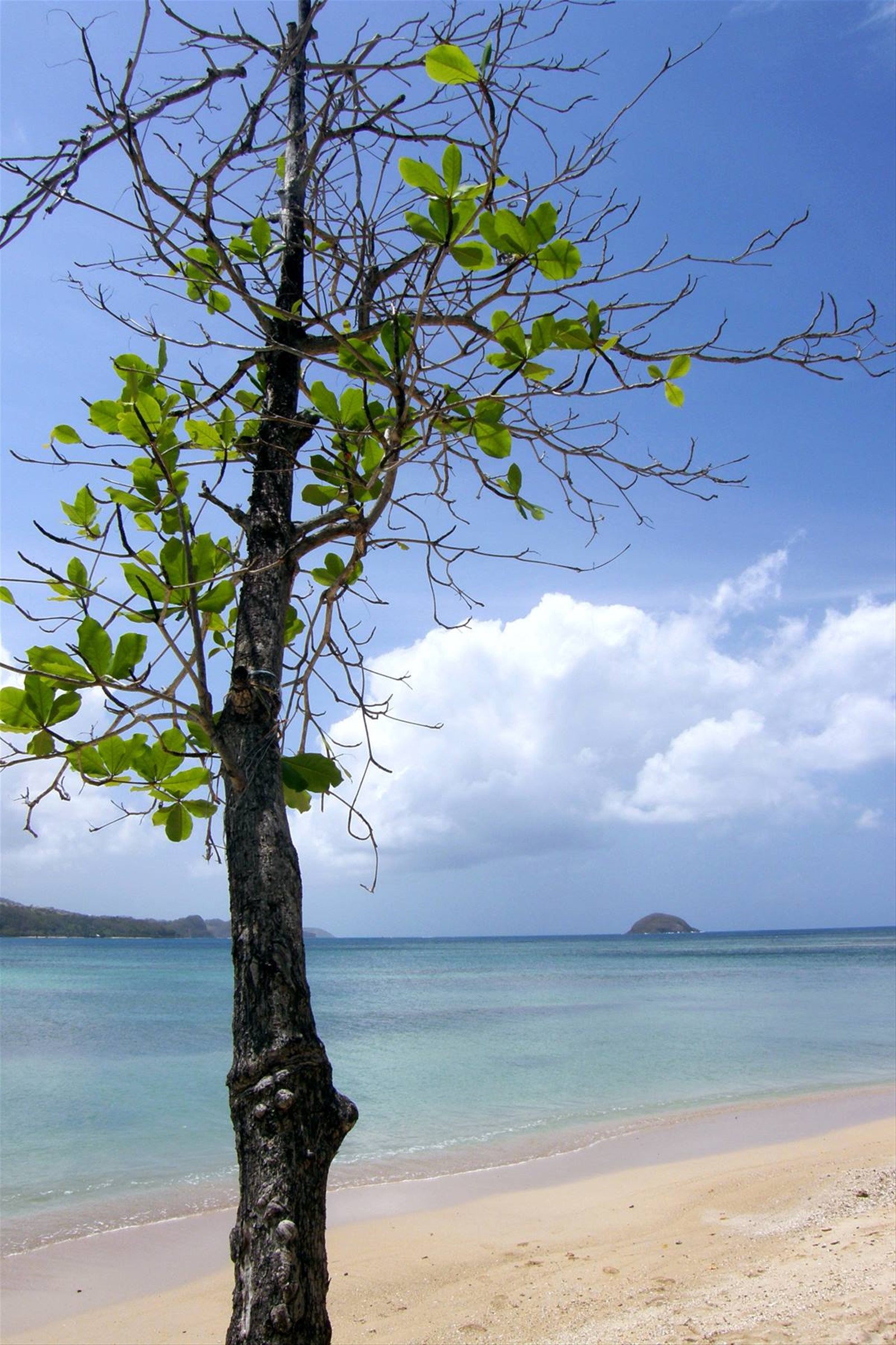 Anse des Raisiniers