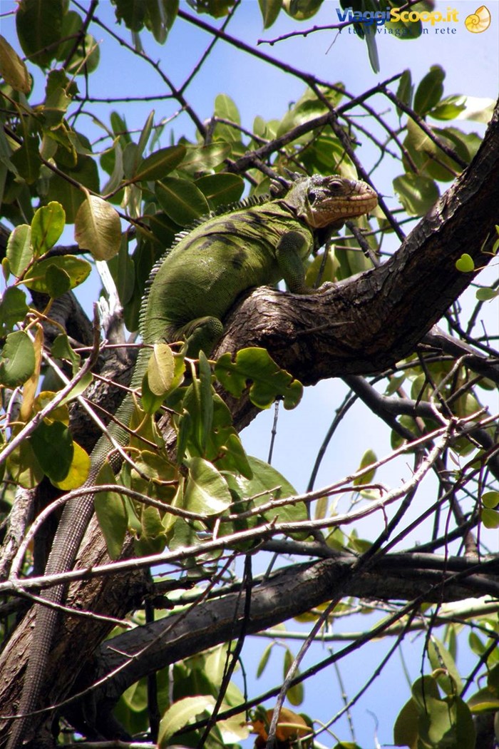 Iguana a Ilet Chancel