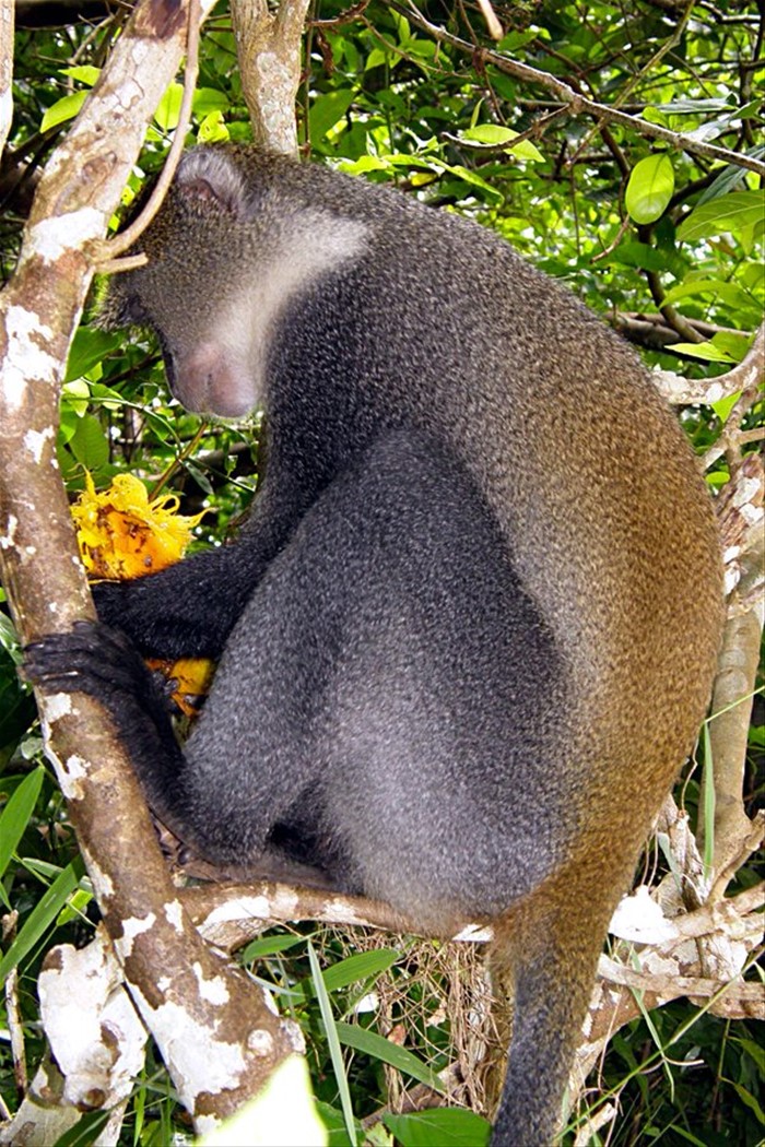 Foresta di Jozani