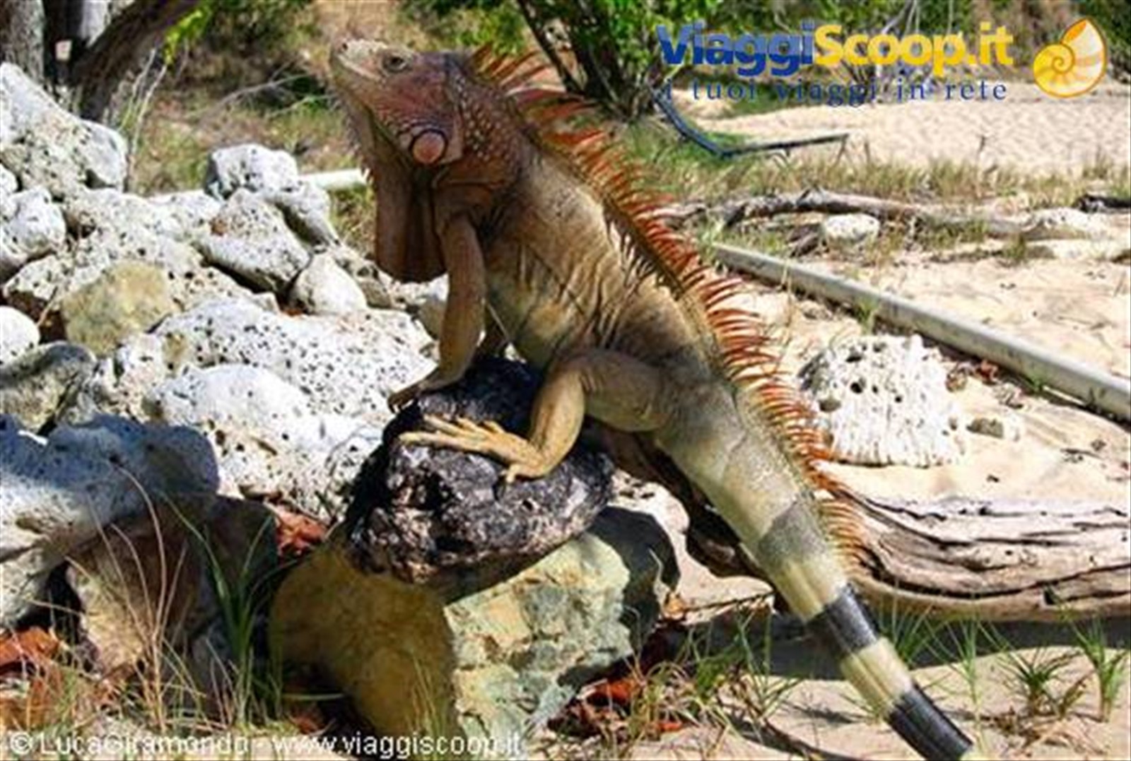 Iguana a Morningstar Bay
