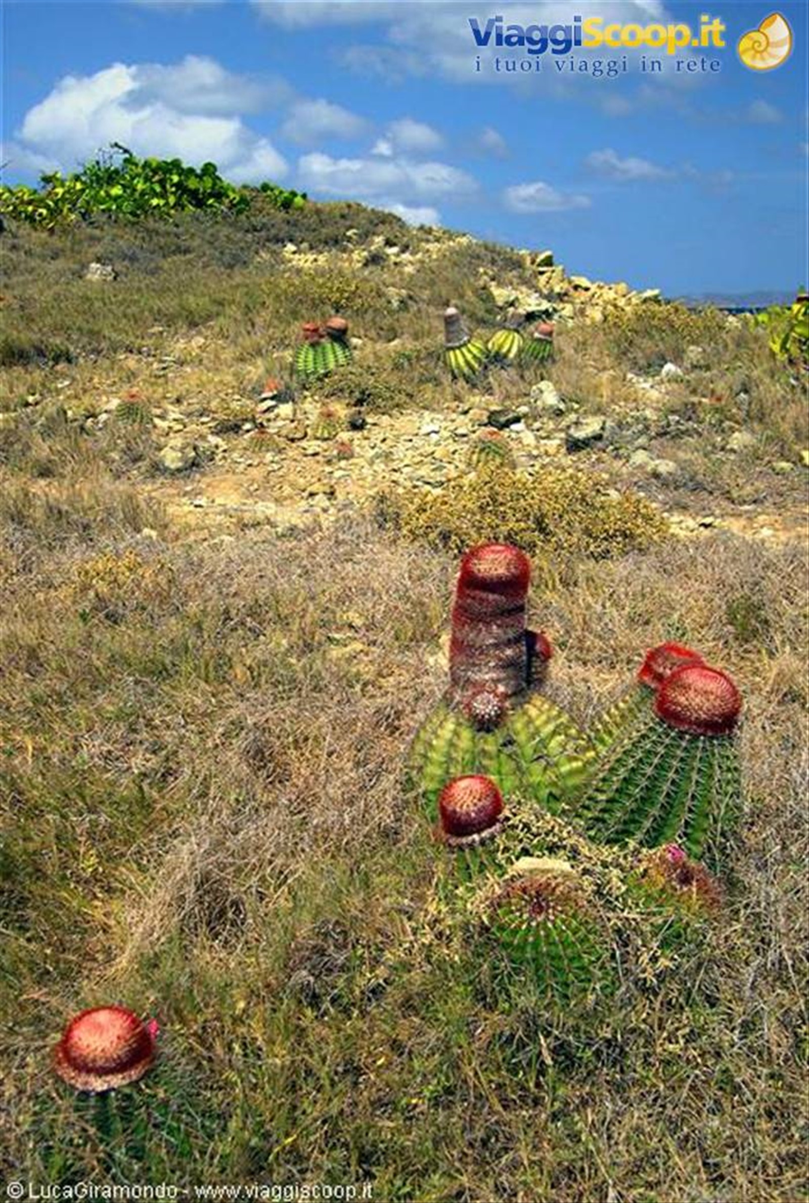 Drunk Bay: alcuni Cactus Intortus
