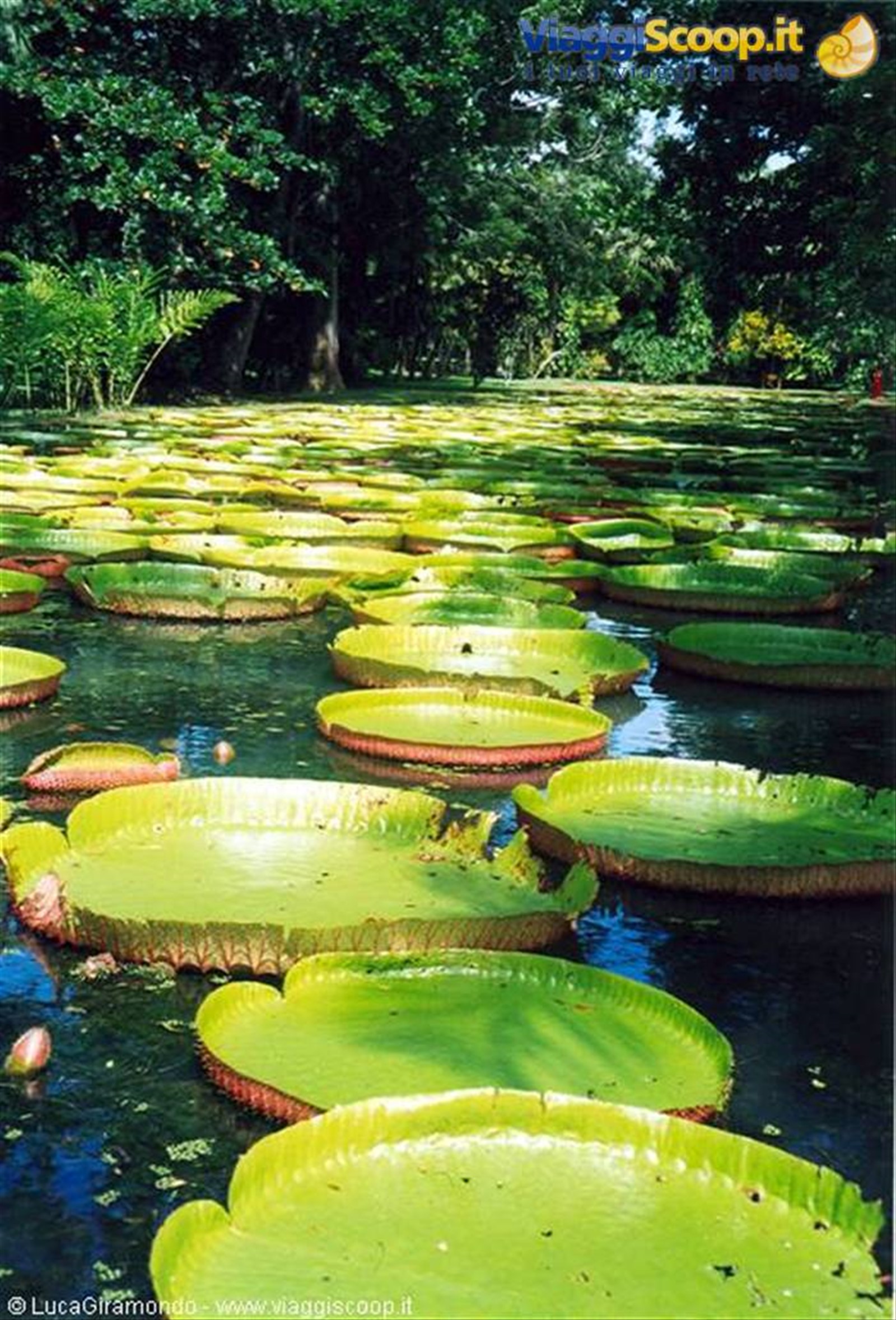 Giardini di Pamplemousses