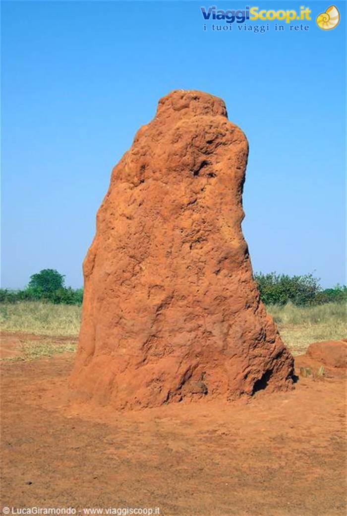 Saly - Termitaio