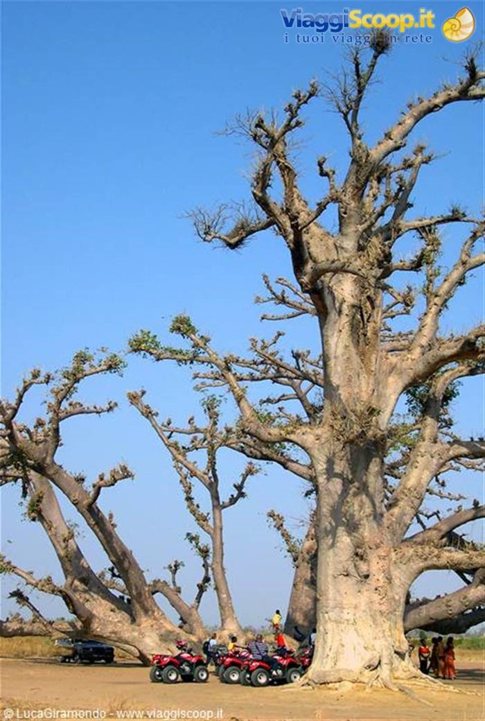 Saly - Baobab