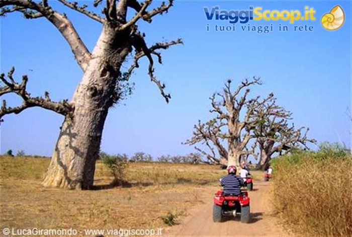 Saly - Baobab