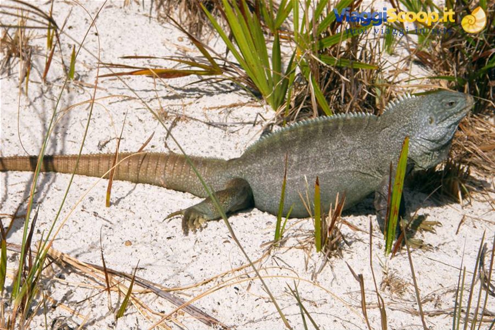 Iguana a Little Water Cay