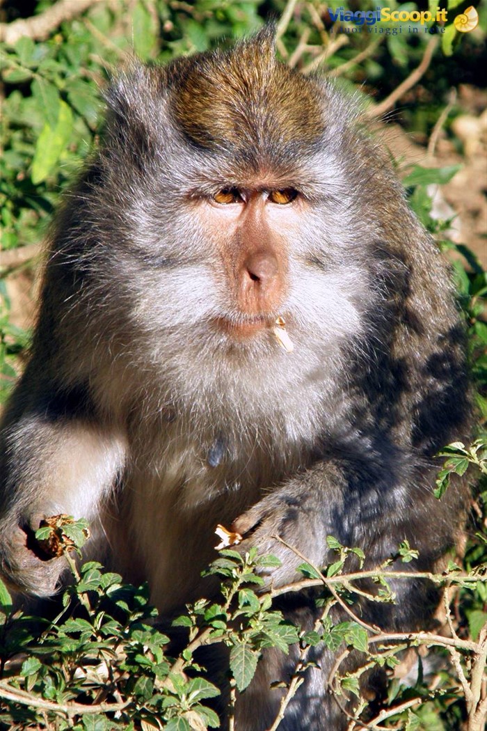 Macaco al Lago Buyan