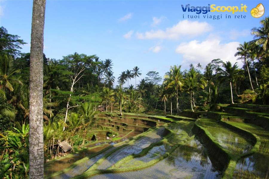 Risaie di Tampaksiring