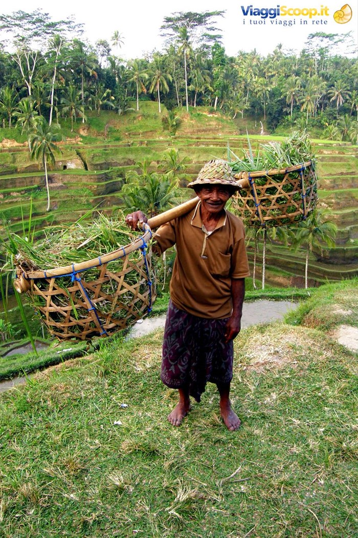 Risaie di Tampaksiring