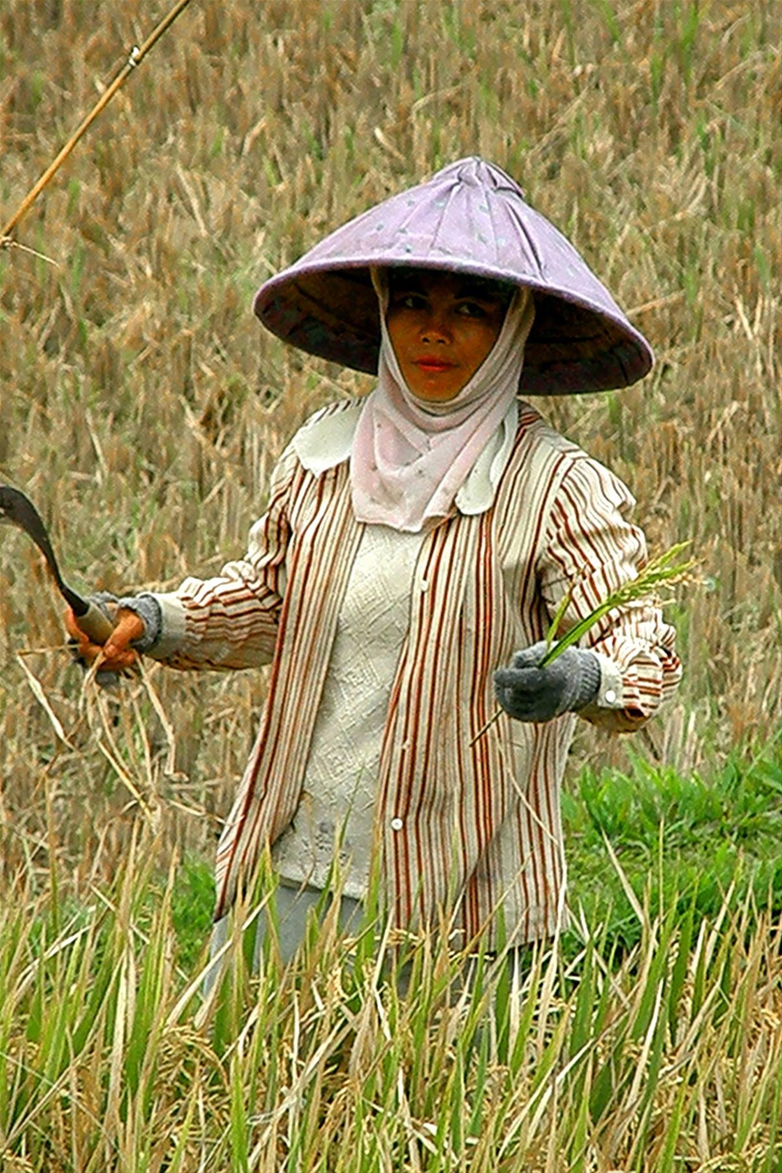 Risaie a Pejeng