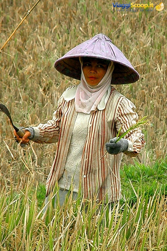 Risaie a Pejeng
