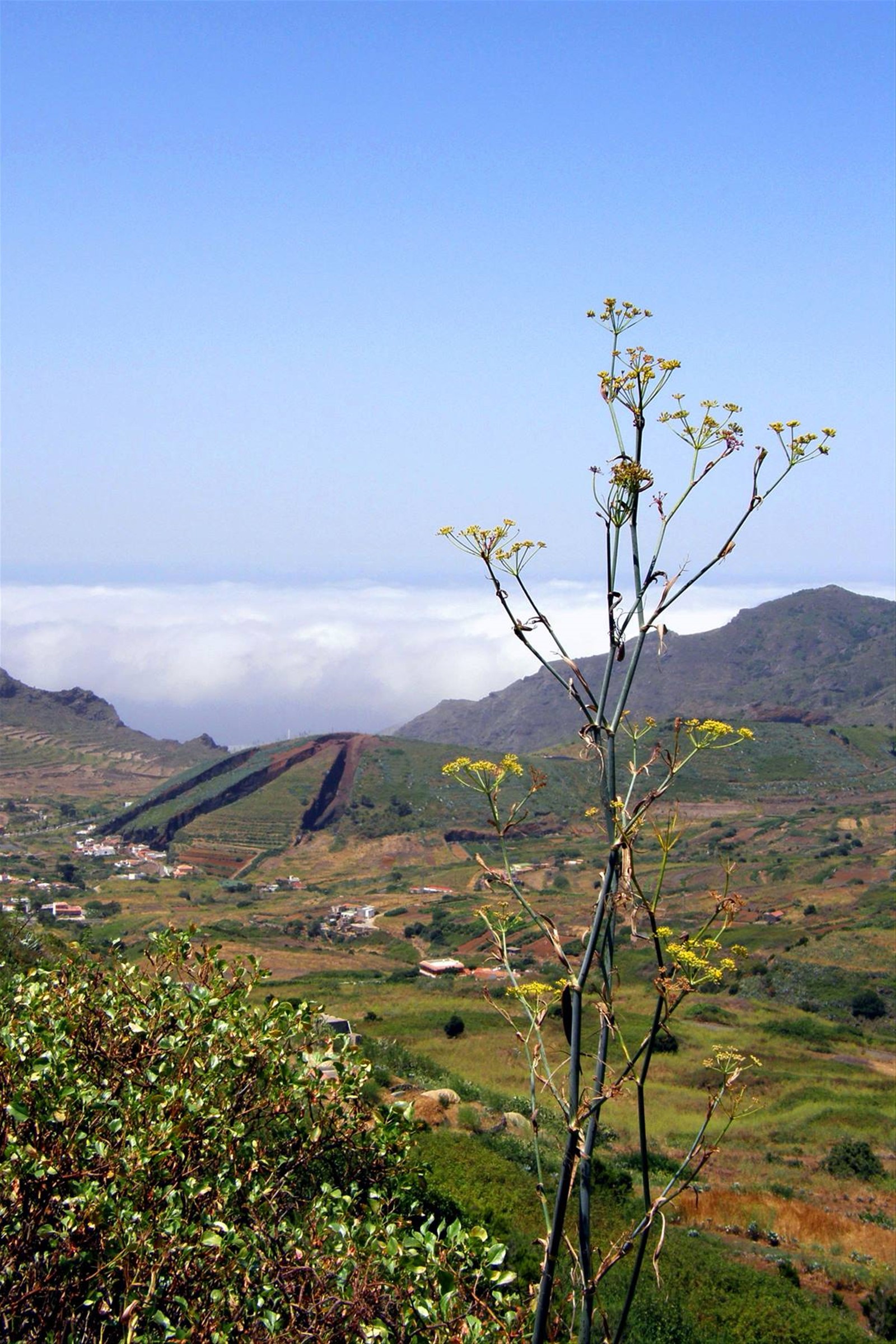 Valle de el Palmar