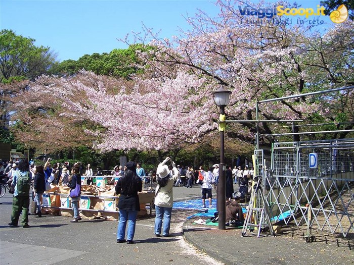 Ciliegi a Ueno Park - Tokyo