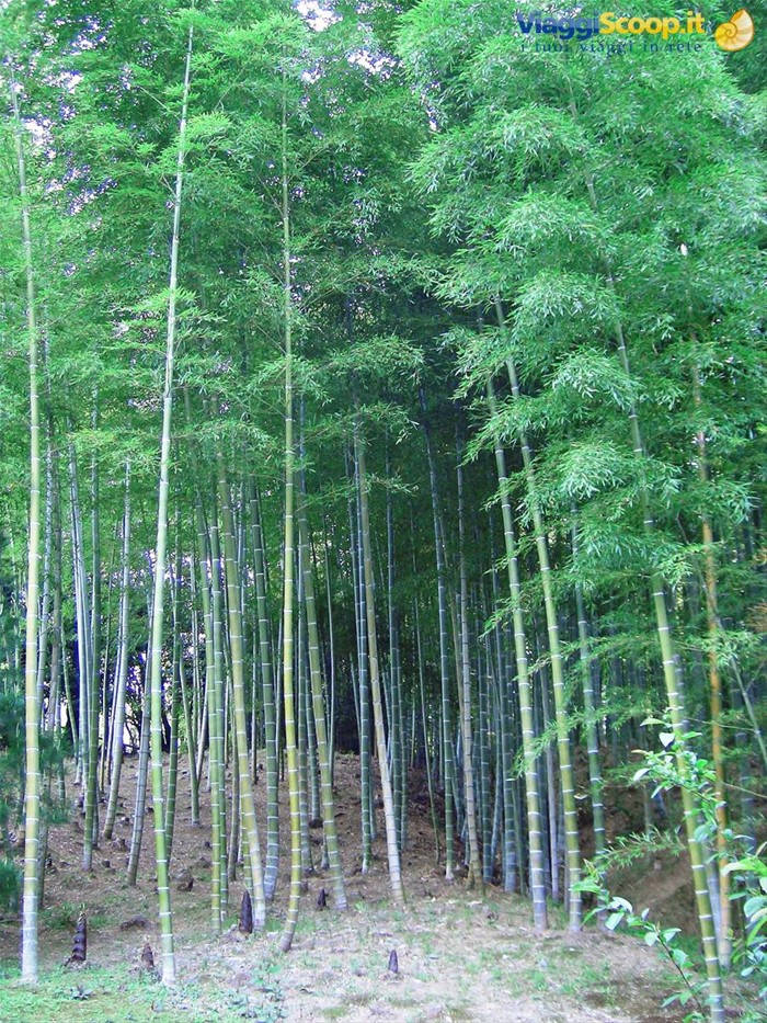 meravigliosa foresta di bambu