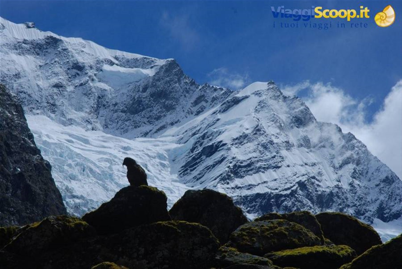 Kea e Rob roy glacier