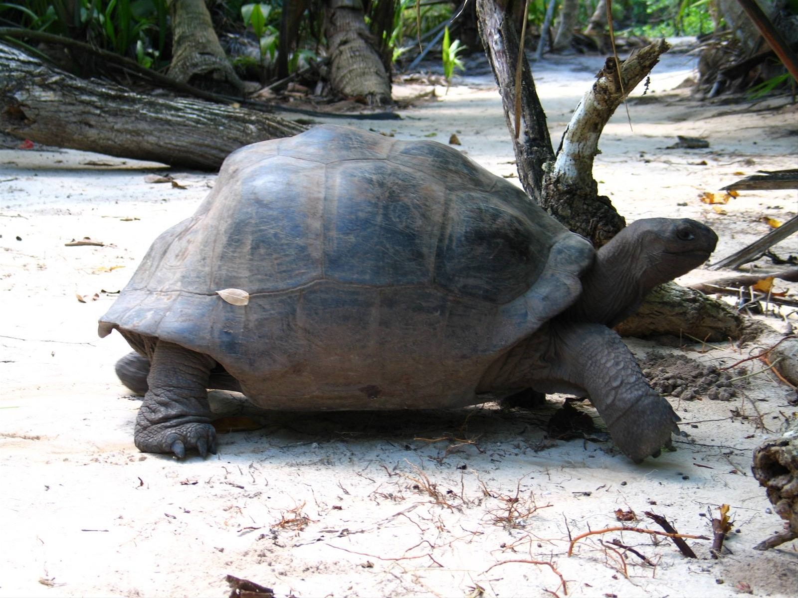 GIANT TURTLE (Curieuse)