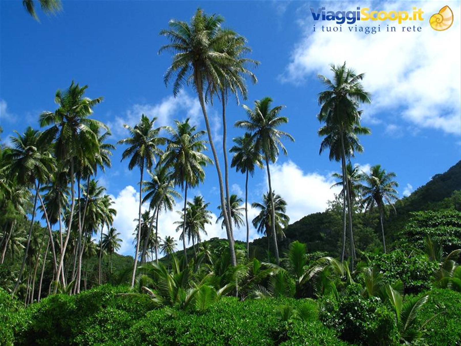 PALM'S FESTIVAL
