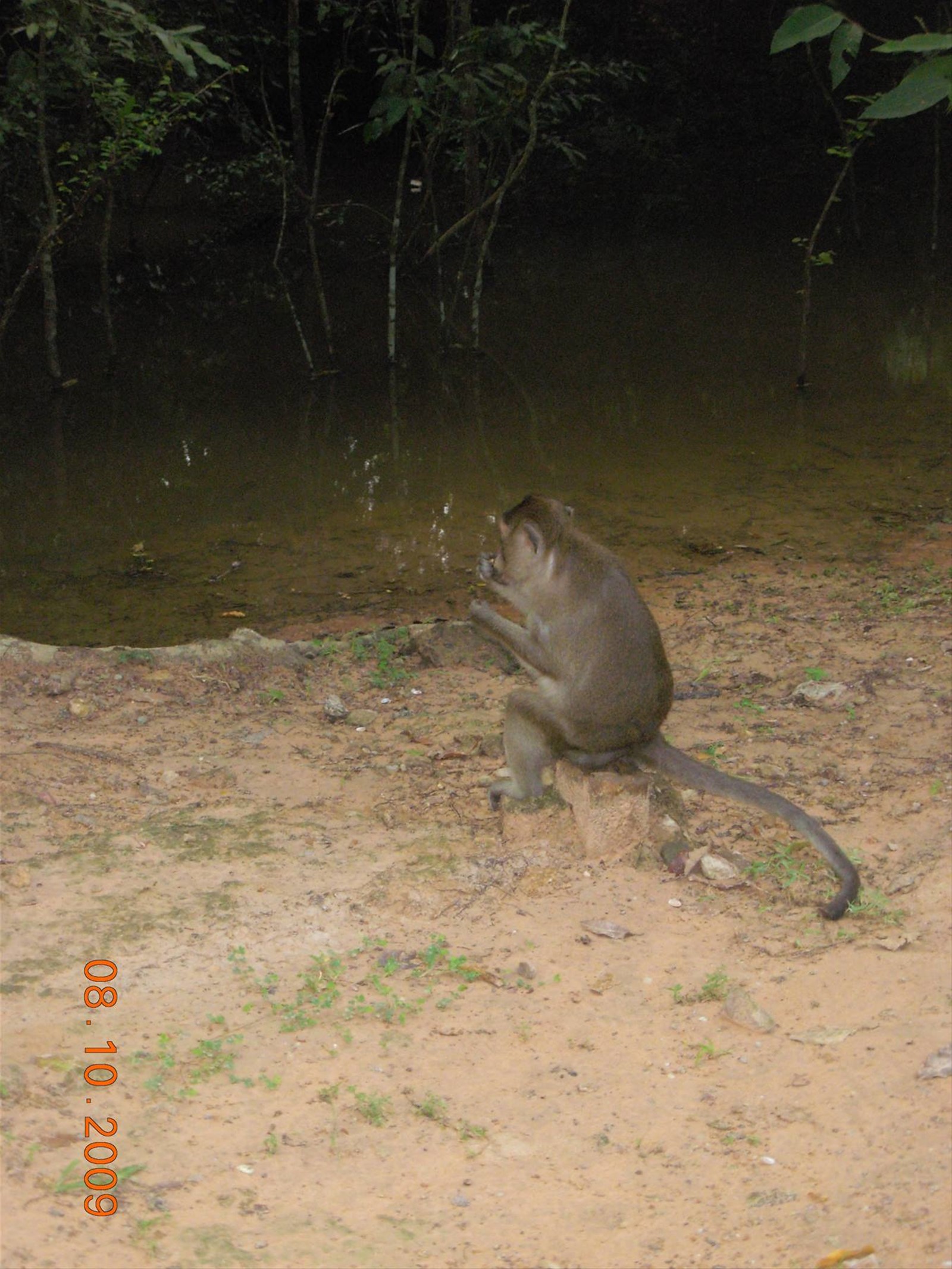 Siem Reap - scimmietta