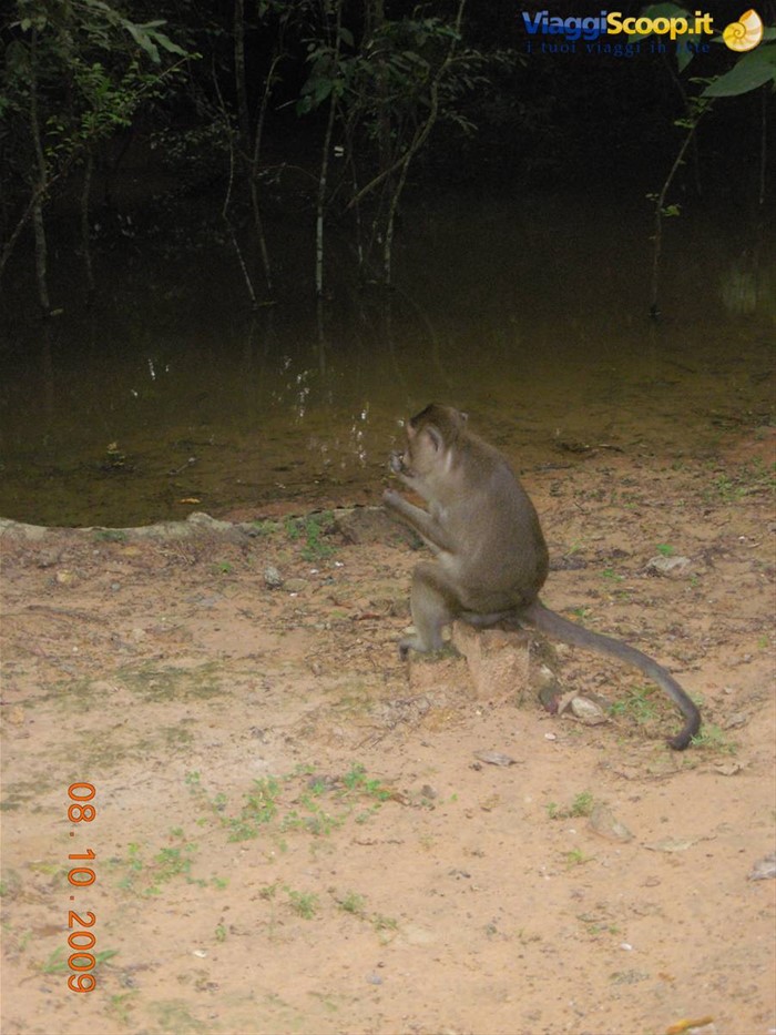 Siem Reap - scimmietta