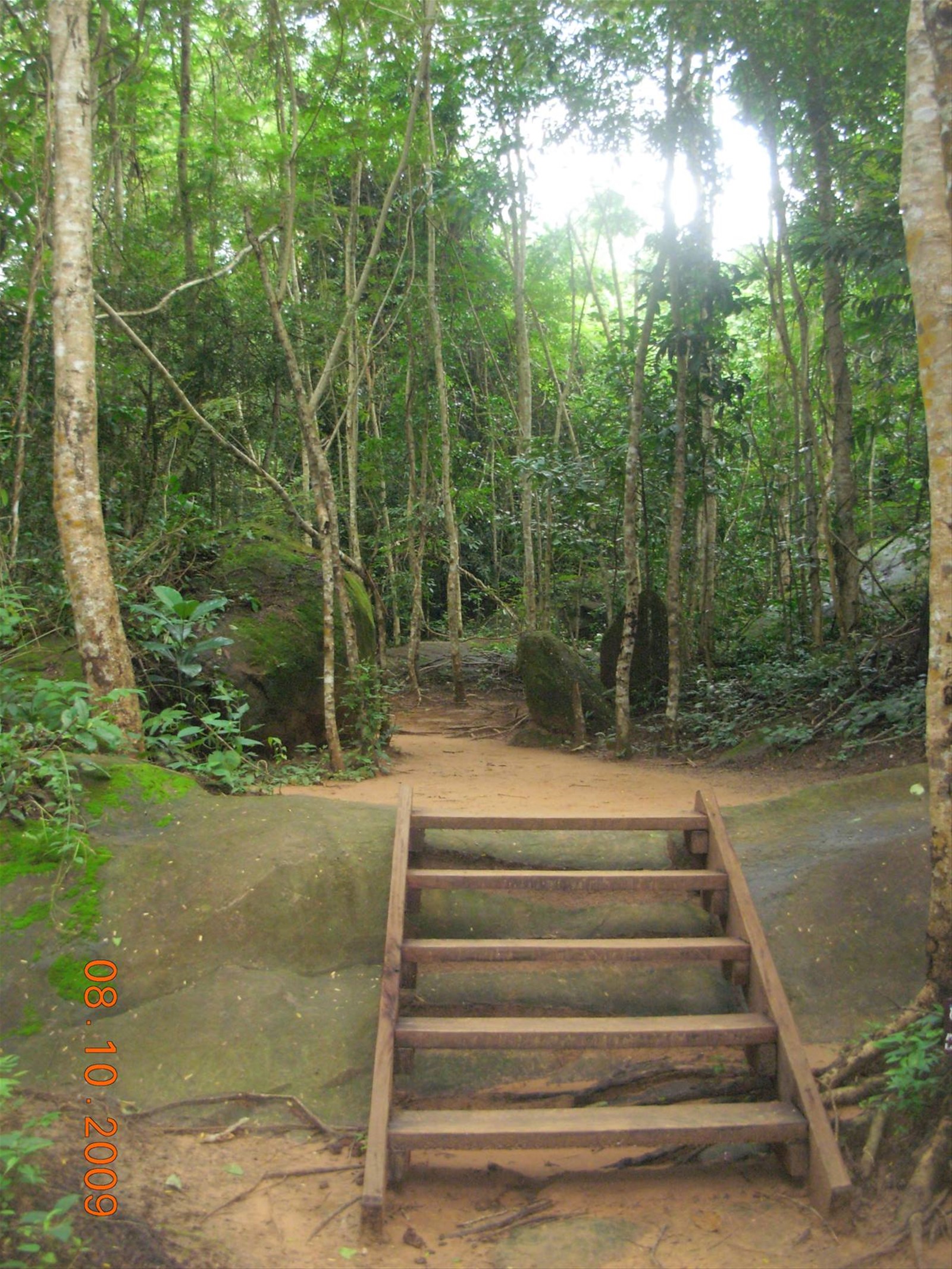 Siem Reap - foresta