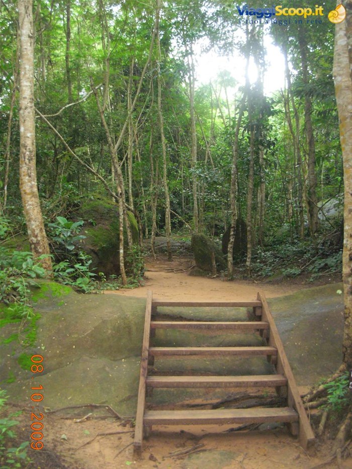 Siem Reap - foresta