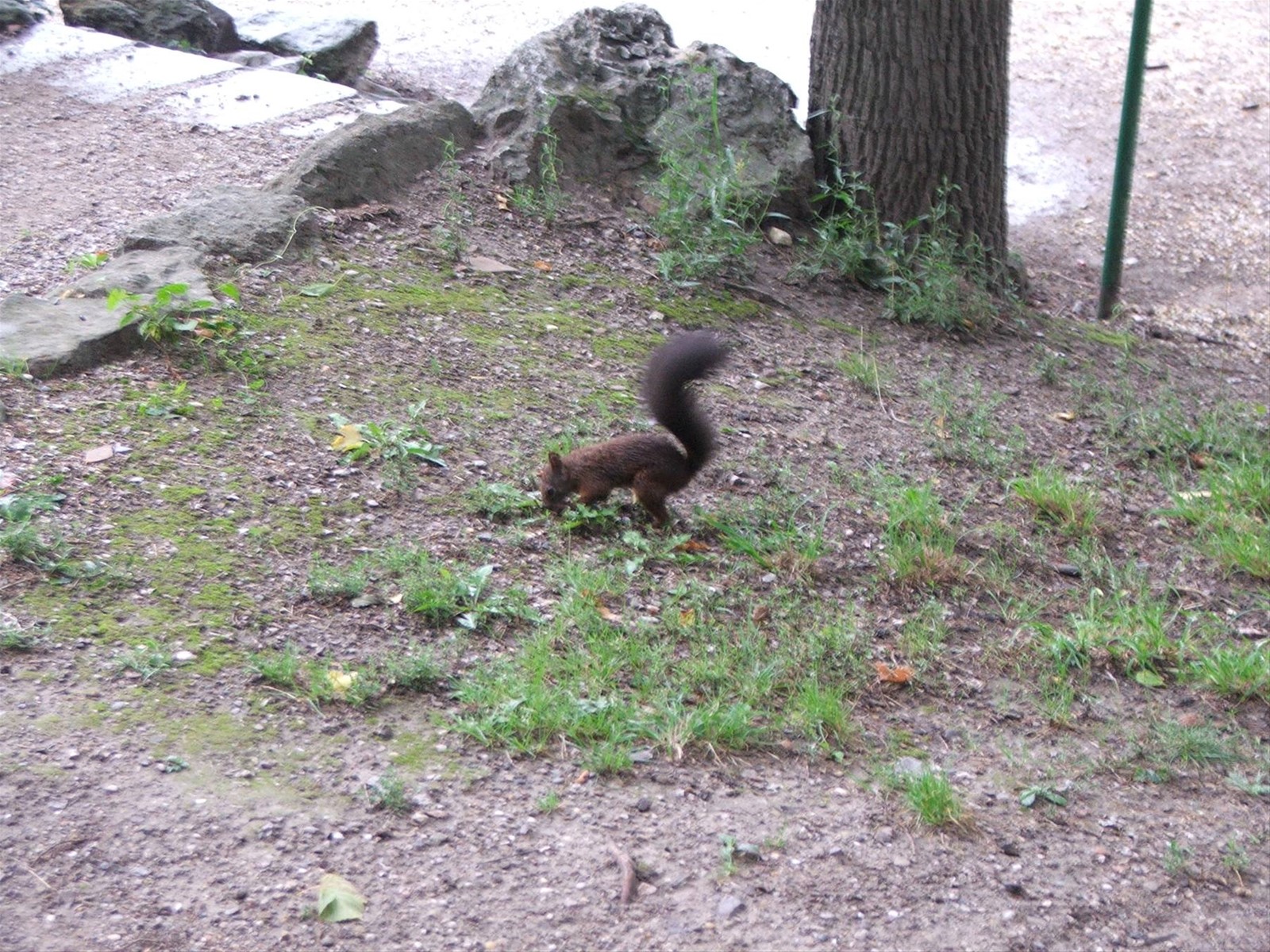 Scoiattolo nei giardini di Schonbrunn