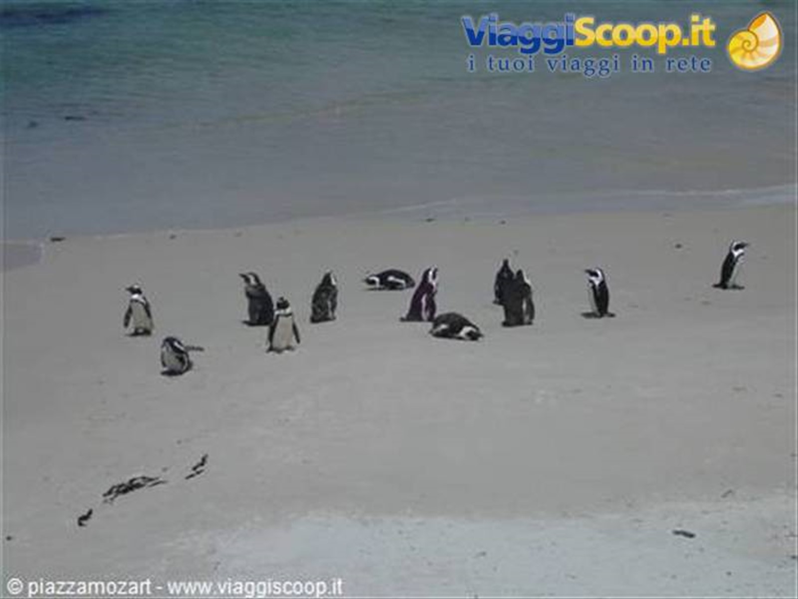 pinguini
