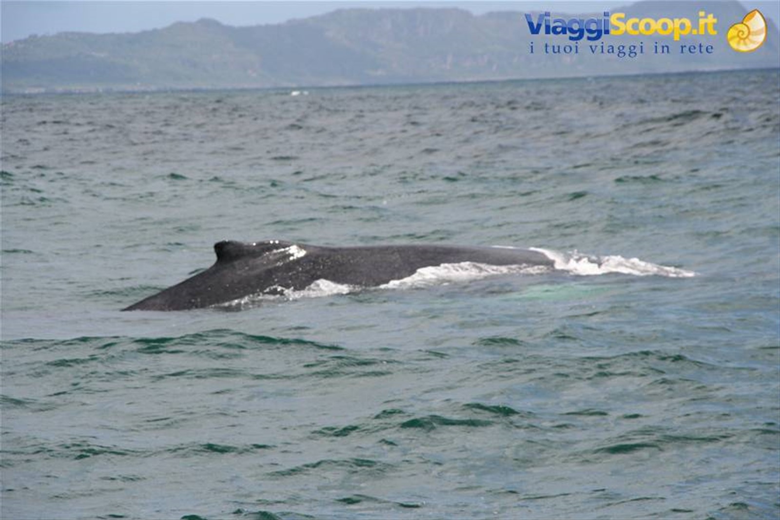 Balene a Samanà
