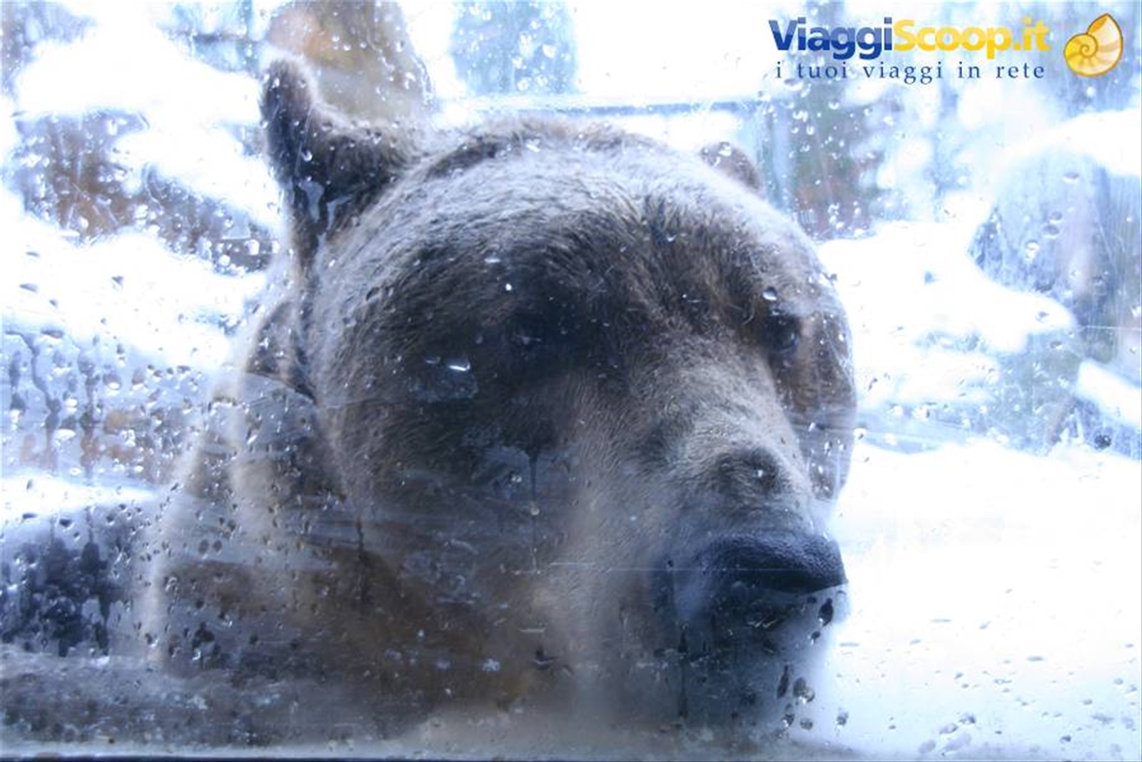 Orso triste allo Zoo Alpino