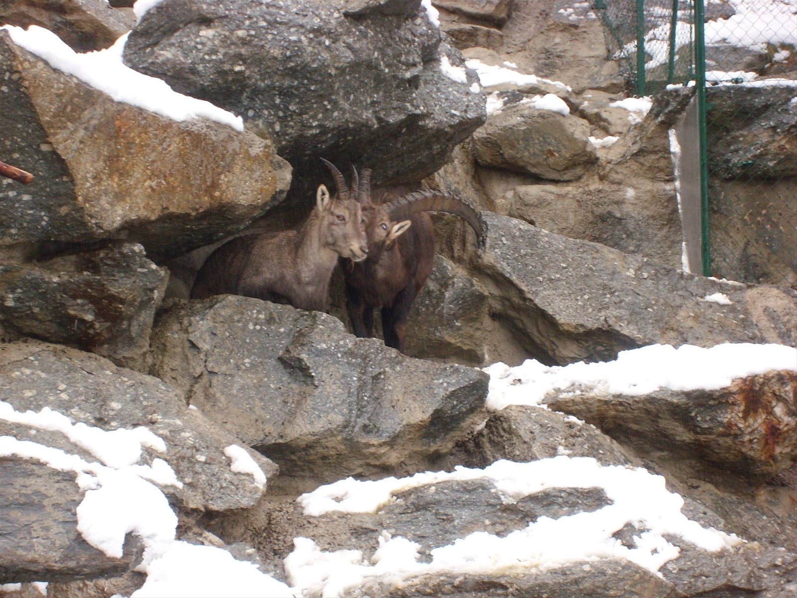 Zoo Alpino