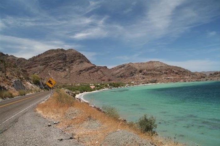 Baja Coyote