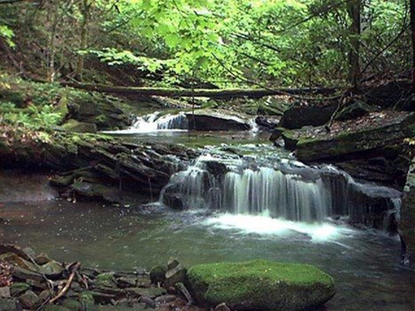 MONONGAHELA