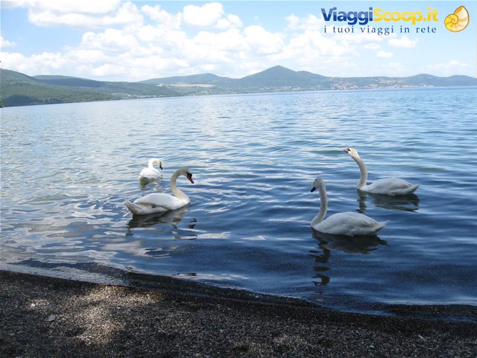 il lago dei cigni