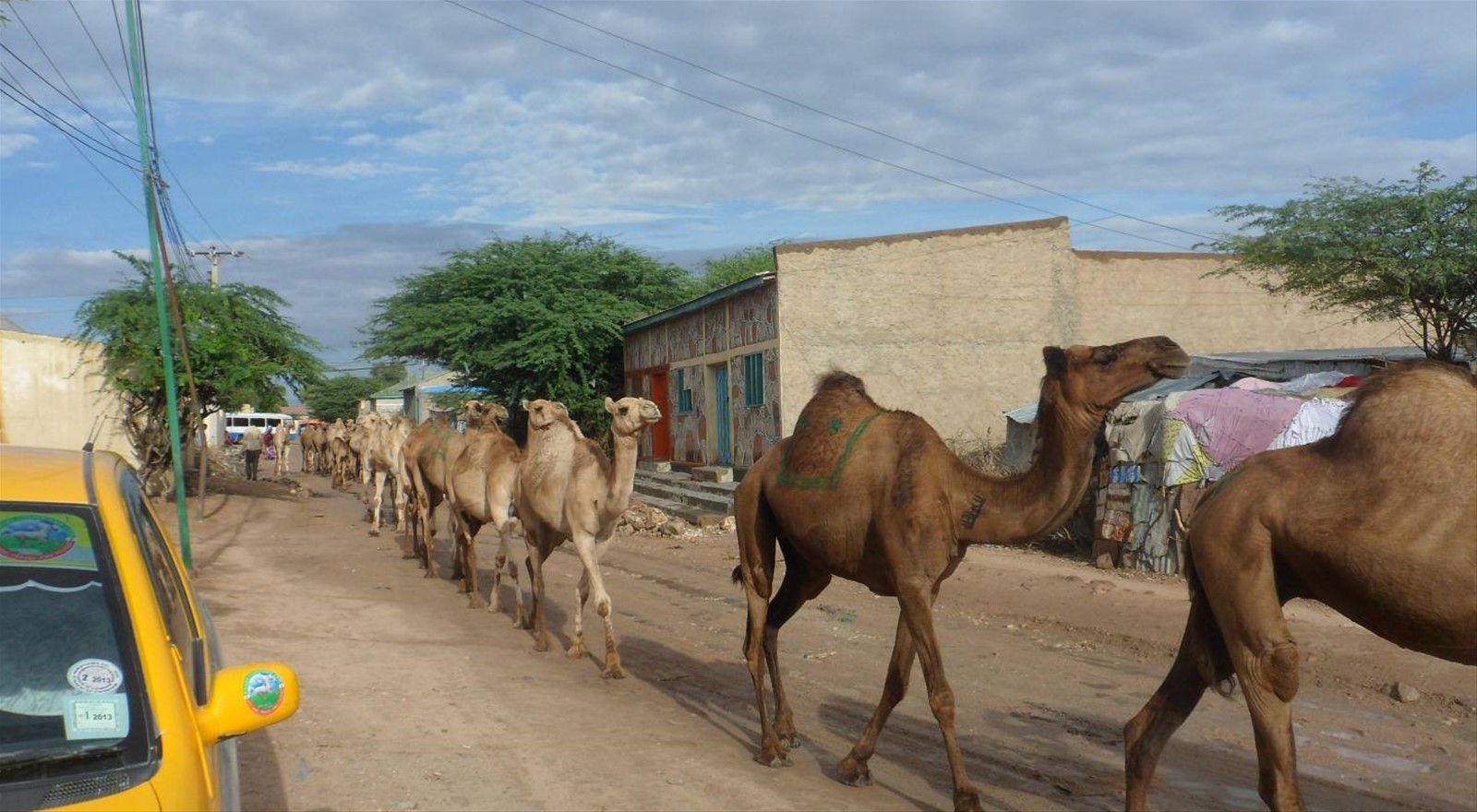 camel