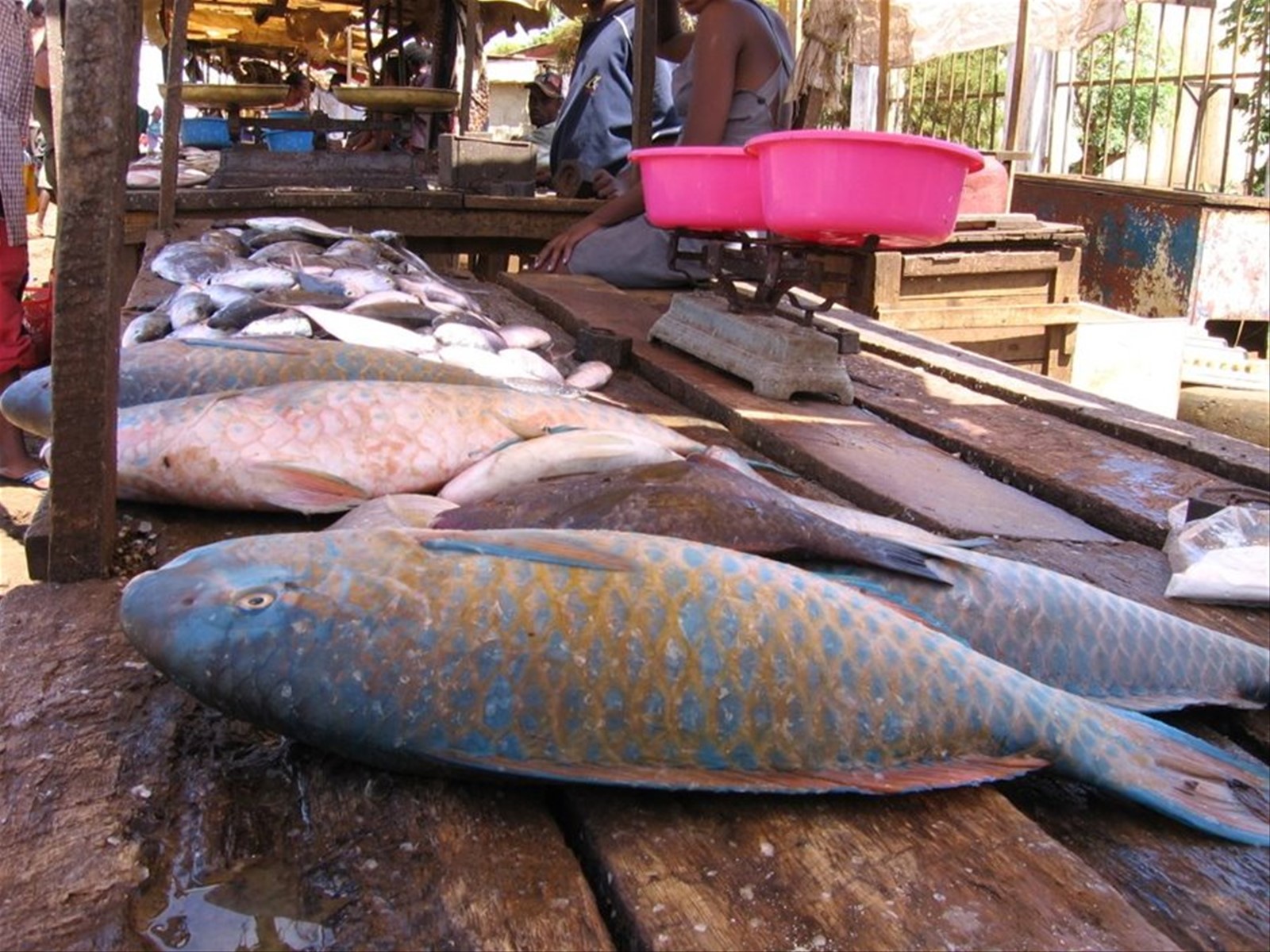 fish market
