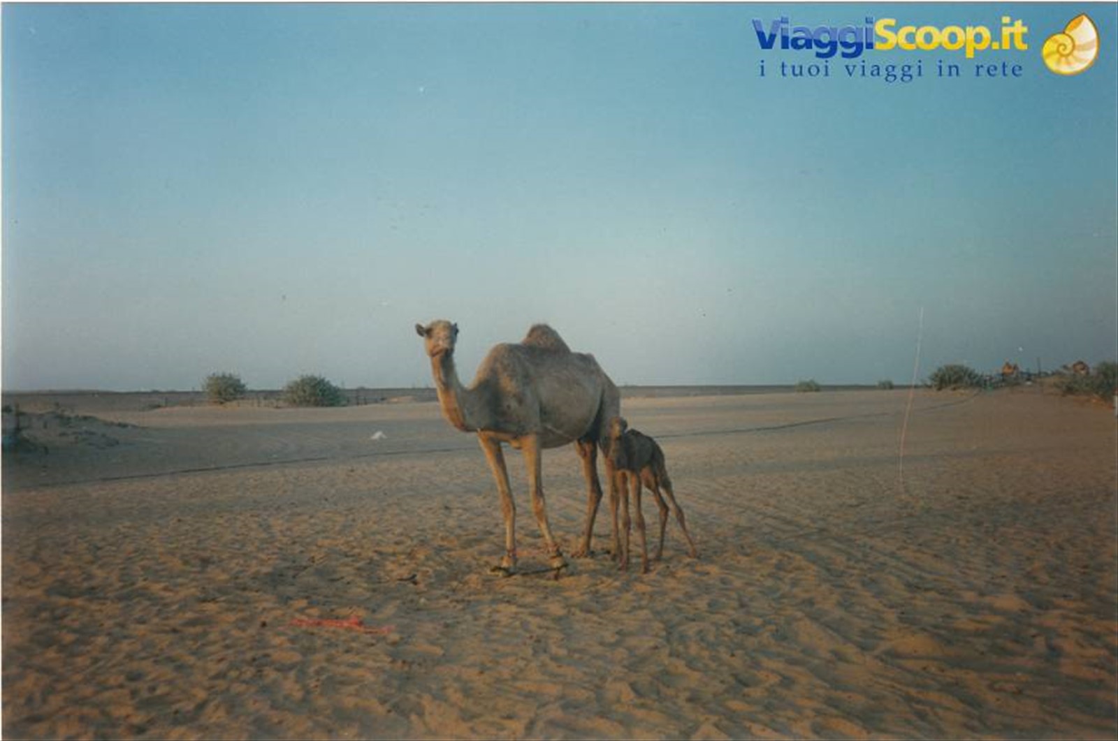 deserto di Al Ain