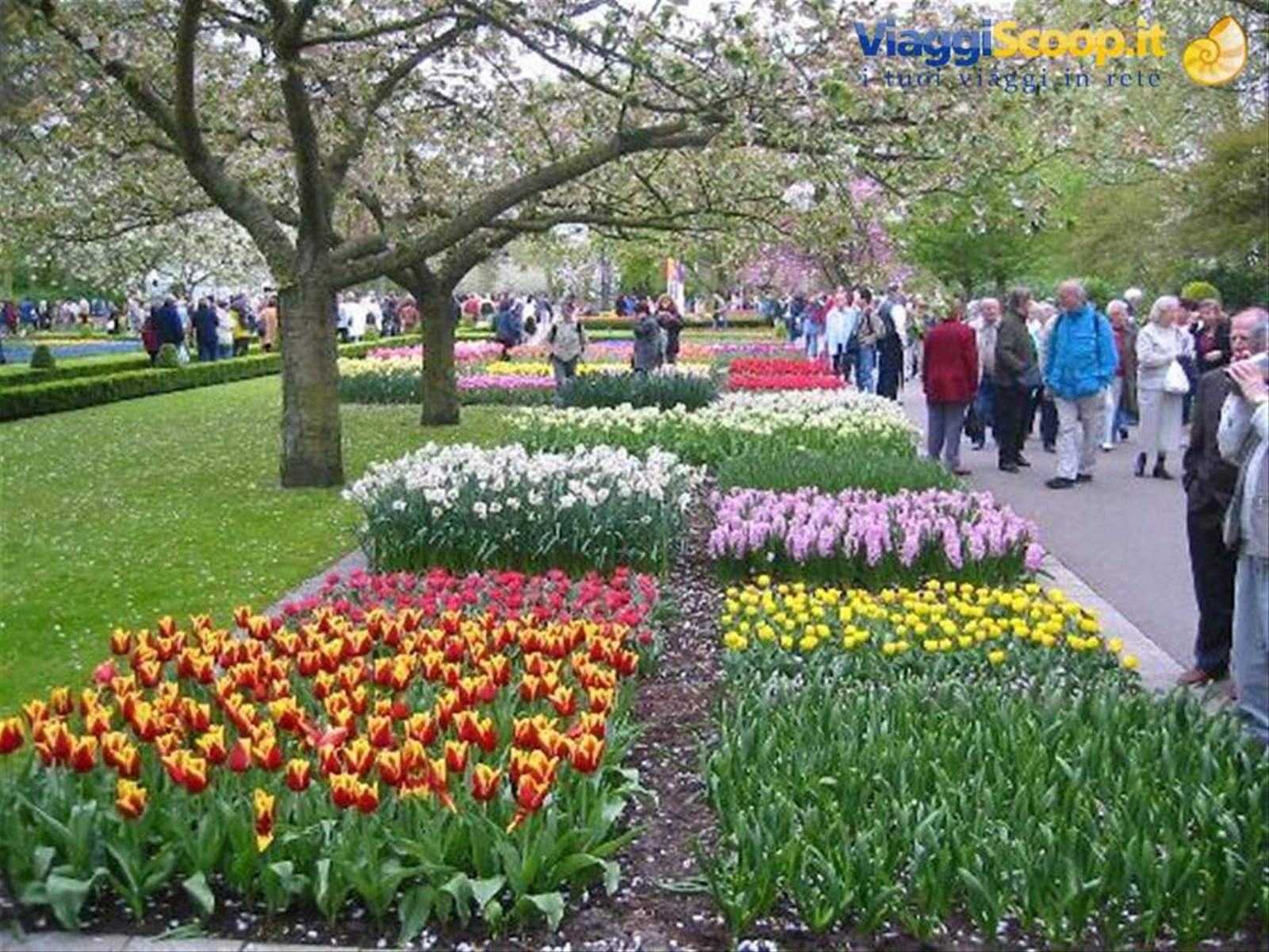 stupendi giardini di tulipani